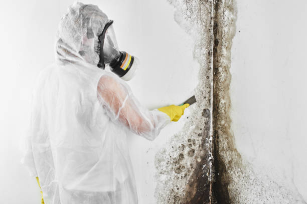 Trusted Verona, MS Mold Remediation Experts