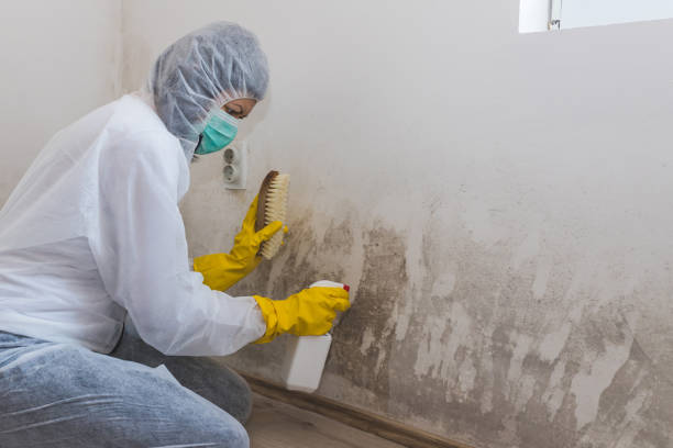 Verona, MS Mold Remediation Company