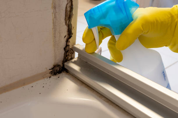 Best Industrial Mold Remediation in Verona, MS